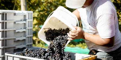 Vignoble et Domaine Beauchemin