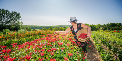 Viv-Herbes - flower fields