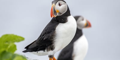 Oiseaux Iles Mingan