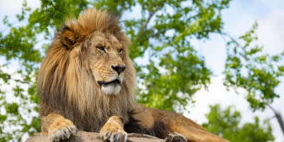 Lion at Zoo de Granby.