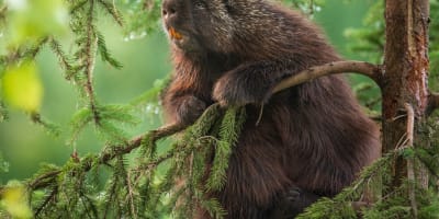 Zoo Ecomuseum