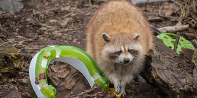 A raccoon at the Ecomuseum Zoo.