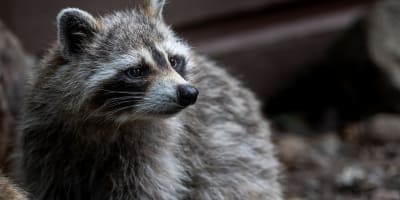 A raccoon.