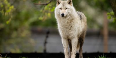 Wolf