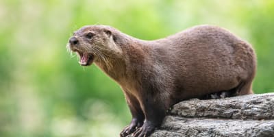 Loutre