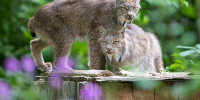 Lynx
