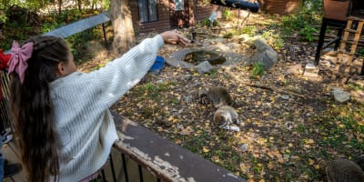 Children feeding Urban Animals