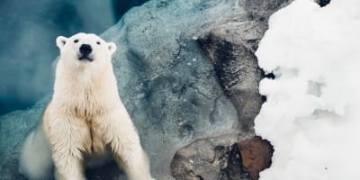 Polar bear at the Zoo sauvage de Saint-Félicien.