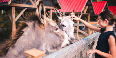  A young girl pets a donkey at the Saint-Félicien Wild Zoo