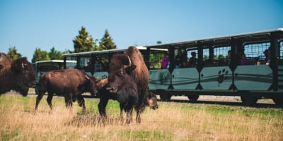 Buffaloes at the Saint-Félicien Wild Zoo