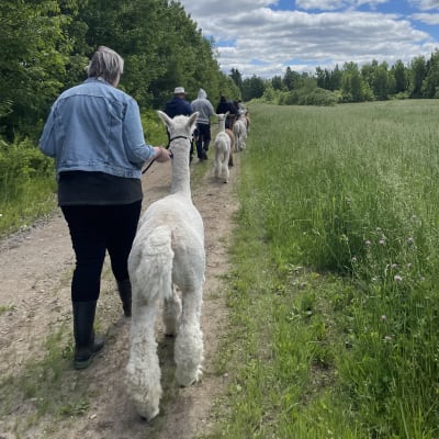 Excursion with an alpaca