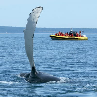 Zodiac Whale Watching 2-hour Adventure Tour in Tadoussac