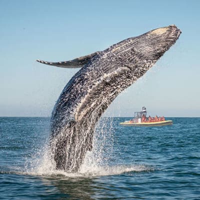 Zodiac Whale-Watching 2-Hour Adventure Tour in Charlevoix