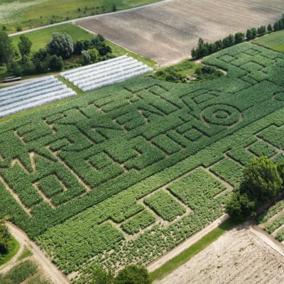 Corn maze and games 