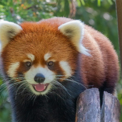 Zoo & Amazoo Package - 1 day