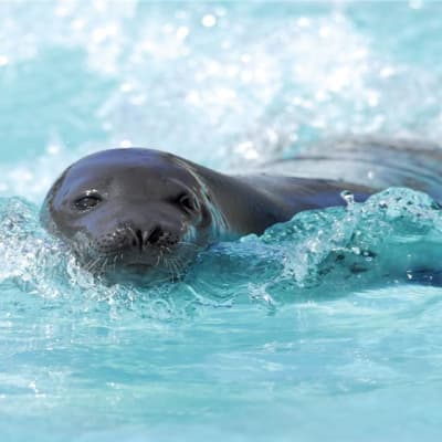 Aquarium du Quebec Package
