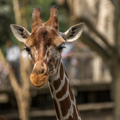 Parc Safari Package