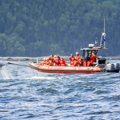 Whale-Watching Tour in a 12-Passager Zodiac
