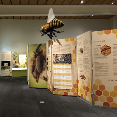 Bees!