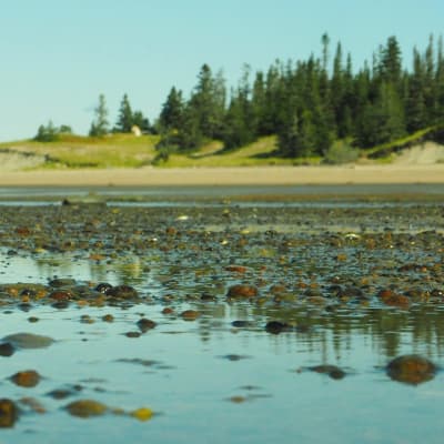 Exploring The Tidal Flats