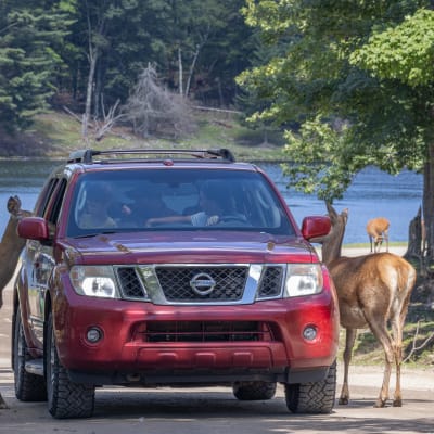 A family adventure this summer