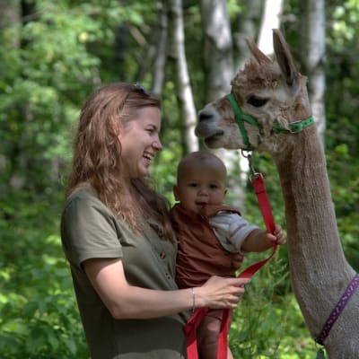 Walk With an Alpaca – Day and Evening