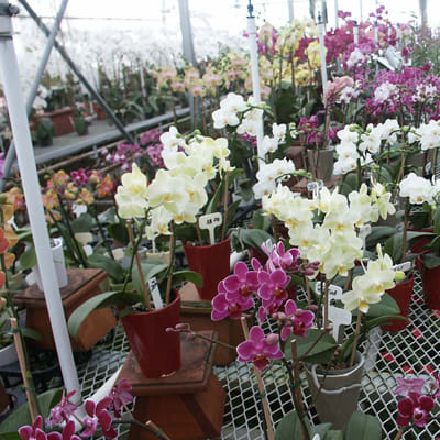 Le Paradis des Orchidées