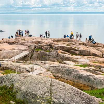 Parc marin du Saguenay–Saint-Laurent