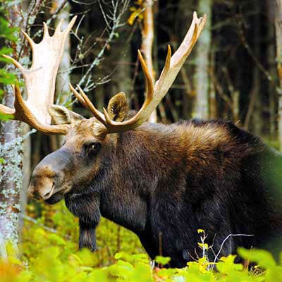 Parc national d’Aiguebelle
