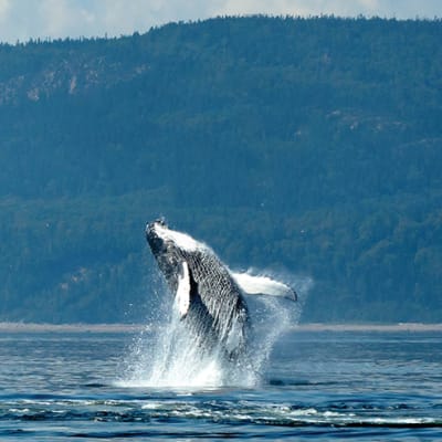 Whales of Quebec!