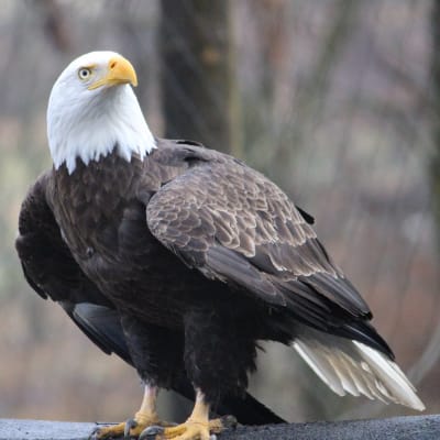 Ecomuseum Zoo