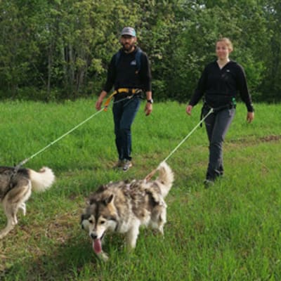 Cani-rando & Canicross avec les chiens de traîneau