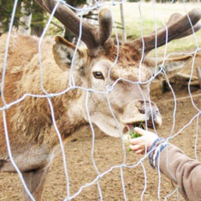 Visit the shelter's animals