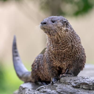Un rabais exceptionnel au Zoo Ecomuseum!