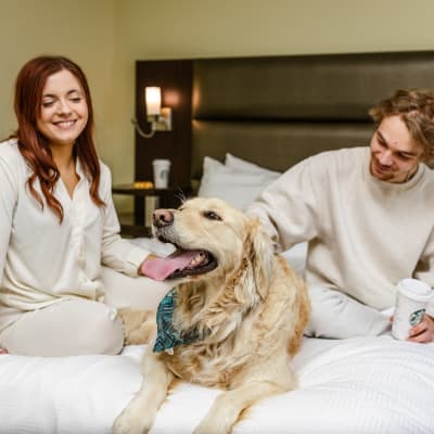 Paws & Comfort Package