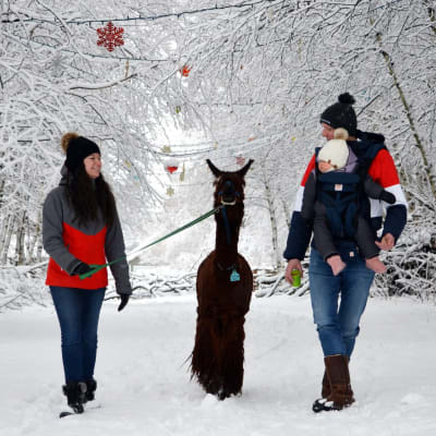 Walk With an Alpaca – Day and Evening