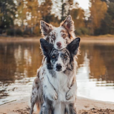 Trip with Doggie Package