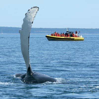 Zodiac Whale Watching 2-hour Adventure Tour in Tadoussac
