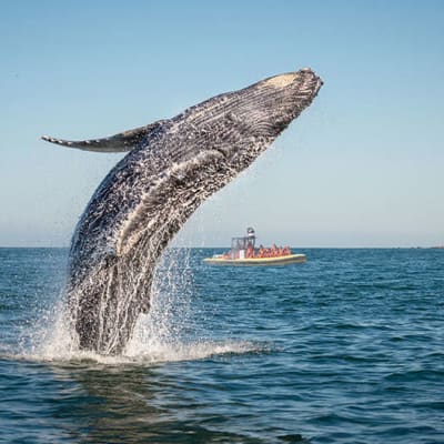 Zodiac Whale-Watching 2-Hour Adventure Tour in Charlevoix