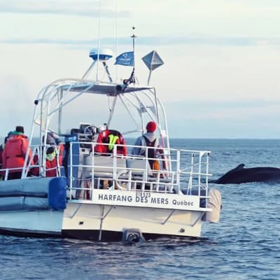 Kayaking and Whale Watching Cruise Package
