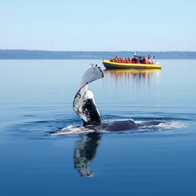 Whale Watching Package
