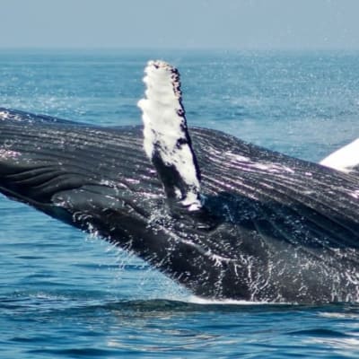 Whale Watching Package
