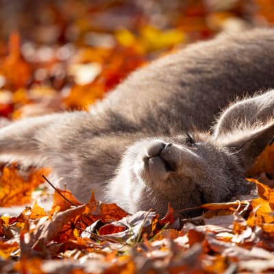 Zoo - Autumn