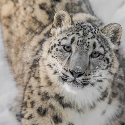 Winter Zoo Package