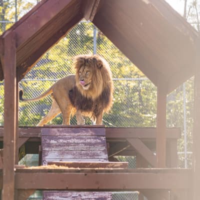 Night among the lions - 1st floor (Week)