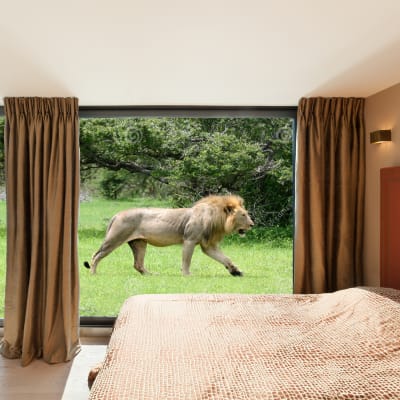 Night among the lions - 1st floor (Weekend)