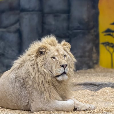 Night among the lions - 2nd or 3rd floor (Week)