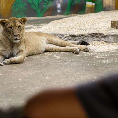 Night among the lions - 2nd or 3rd floor (Weekend)