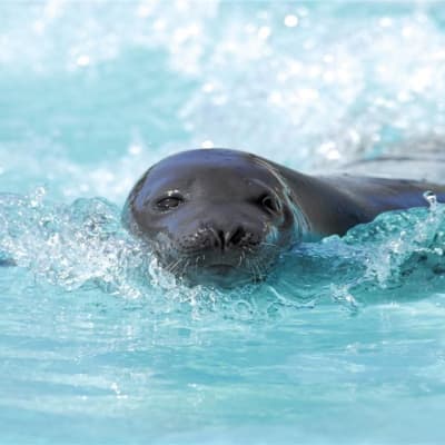 Aquarium du Quebec Package