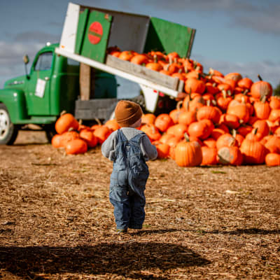 Pumpkin and Squash Picking